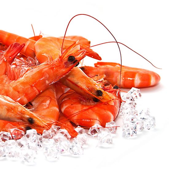 diseño web alimentacion